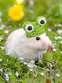 小型宠物针织帽，仓鼠专用小帽子，宠物仓鼠服装帽子，圣诞草帽可调节泰迪仓鼠头饰，泰迪仓鼠服装鹦鹉头饰，玄凤鹦鹉，豚鼠配饰