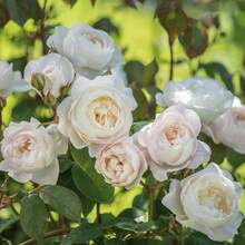 166 piezas de semillas de plantas calmantes, semillas de corteza de sauce, semillas de plantas inofensivas, semillas de rosa retro, varias variedades, flores brillantes y hermosas - 166 - Ver 1