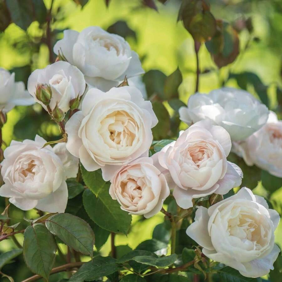 166 piezas de semillas de plantas calmantes, semillas de corteza de sauce, semillas de plantas inofensivas, semillas de rosa retro, varias variedades, flores brillantes y hermosas - 166 - Ver 1