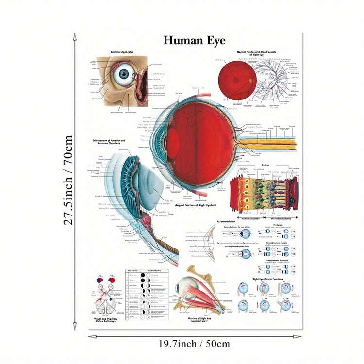 高清人体解剖学和生理学帆布海报 - 眼、耳、心脏、肝脏、牙齿图表，适用于医学教育，无框壁画，适用于家庭、办公室、教室装饰 - 彩色 - 查看 1