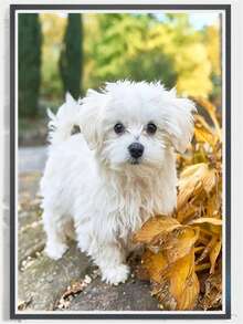 1 pièce Kit de peinture de diamant 5D, diamant pleine ronde avec outils, chiot mignon, ensemble de broderie, tous les cristaux, décoration murale artisanale pour la maison, le salon et la chambre à coucher, cadeau