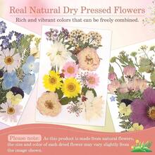 Flores Prensadas Secas para Resina, 5 Bolsas de Piezas de Flores Prensadas, 5 Temas de Colores, Flores Secas para Arte de Uas, Resina, Diseo de Joyera de Tipo 2 - Tipo 4 - Ver 3