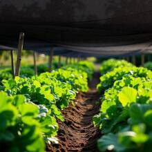 Malla Sombra Para Jardin Raschel 90% 6x4 Mts Maya Reforzada - Negro - Ver 4