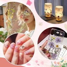 Dried Plants - Tipo 5 - View 8