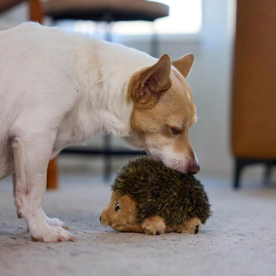 Outward Hound, Hedgehogz Plush Dog Toy, Medium - 毛絨狗刺猬 - 查看 1