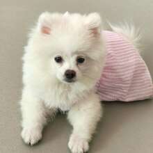 Pets, Cats, Dogs, Dog Clothes, Dog Clothes, Dogs, Dog Costume, Cat Clothes, Chihuahua Dog Clothes, Pet Skirts, Dog Clothes, Cat Dresses, Princess Dresses, Apparel