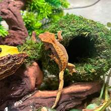 Mossy Caves, Artificial Green Moss Caves Hide For Pet Reptile Frogs And Snakes, Terrarium & Vivarium Decor, Crested Gecko Tank Decor (Woodland Green)