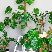 1pc/2pcs Bendable Moss Poles For Plants, Monster Plants, Support For Climbing Plants, Houseplants, For Potted Plants, Support Racks. - A - View 3