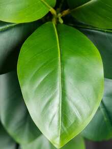 74-140cm Large Artificial Ficus Tree Tropical Fiddle Fig Tree Plants Plastic Fig Tree Branch Real Touch Green Magnolia Leaves For Home Garden Office Kitchen Decor Without 1pc