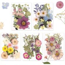 Flores Prensadas Secas para Resina, 5 Bolsas de Piezas de Flores Prensadas, 5 Temas de Colores, Flores Secas para Arte de Uas, Resina, Diseo de Joyera de Tipo 2 - Tipo 4 - Ver 2
