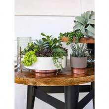 6 Inch Round Plastic Capri Bowl Decorative Indoor Flower Succulent Planter Pot With Drain Plug Hole Vanilla Bisque With Copper Bottom Color 2 Pack - VanillaBisque - View 4