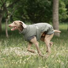 大型犬风衣背心，秋冬季保暖防风狗狗衣服，可调节尺寸，防水，易于穿着