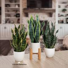 Cây lưỡi hổ nhân tạo trồng trong chậu Sansevieria Trifasciata giả, cây lưỡi hổ nhiệt đới trong chậu trắng dùng trang trí nhà cửa, văn phòng, phòng khách, quà tặng tân gia - màu xanh lá - Xem 6