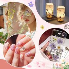 Flores Prensadas Secas para Resina, 5 Bolsas de Piezas de Flores Prensadas, 5 Temas de Colores, Flores Secas para Arte de Uas, Resina, Diseo de Joyera de Tipo 2 - Tipo 7 - Ver 8