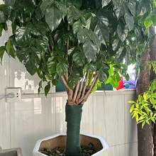 1 Roll (60 Ft) Of Tree Wrap Tape - Winter Tree Trunk Protection Tape With Insulation, Moisture Resistance, And Insect Repellency - Bark Bandage For Fruit Trees And Shrubs - Frost And Wind Protection - Easy To Apply For Home And Commercial Landscaping - Thick, Absorbent Material