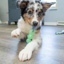 Outward Hound Cutie Chewies Hedgehog Dental Dog Chew Toy, Blue - ColorC - 查看 7