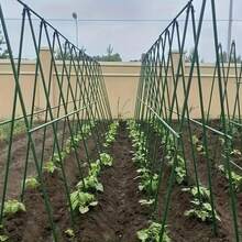 21pcs Garden Support Stake Set, Coated Metal Core, Includes 8 Support Rods, 4 A-Shape Clips, 5 Connectors, 4 Universal Clips, Anti-Corrosive, Easy To Insert, Suitable For Various Plants, Fruits, Vegetables, Essential Garden Climbing Trellis - Army Green - View 2