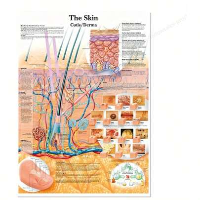 1pc Unframed Poster, Anatomical Charts Posters, The Skin, Stroke, Blood Vessel And Nerve Pathways Poster Canvas Print Wall Picture, For Medical Education Office Anatomy Diagram, Medical Education Supplies On Canvas Poster, Home Decor