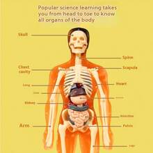 Detachable Assembled Human Body Model Structure Full Body Skeleton Organ, 3D Skeleton Medical Anatomy Simulation Puzzle Game, Suitable As Science Gift For Students, New Year Gift, Back To School/Graduation Gift, Christmas Gift