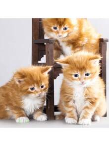 100 piezas/20 piezas Cubiertas para uñas de gato, cubiertas para garras de gato con adhesivos y aplicadores, mezcla de colores cristalinos y sólidos (color aleatorio) - Multicolor - Ver 10