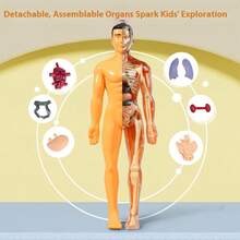 Detachable Assembled Human Body Model Structure Full Body Skeleton Organ, 3D Skeleton Medical Anatomy Simulation Puzzle Game, Suitable As Science Gift For Students, New Year Gift, Back To School/Graduation Gift, Christmas Gift