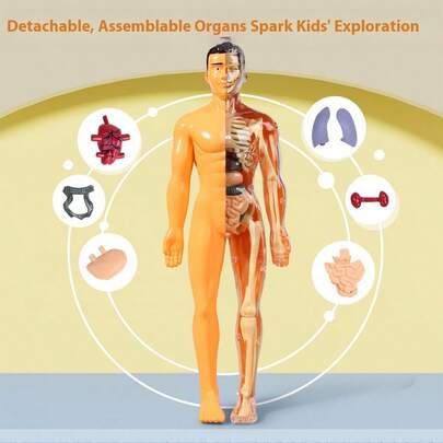 Detachable Assembled Human Body Model Structure Full Body Skeleton Organ, 3D Skeleton Medical Anatomy Simulation Puzzle Game, Suitable As Science Gift For Students, New Year Gift, Back To School/Graduation Gift, Christmas Gift