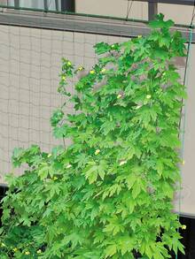 1 Pack Horticultural Plant Climbing Supports, Climbing Nets, Plant Climbing Pergolas, Climbing Ivy, Morning Glory, Rose Pergolas, Cucumber, Loofah And Other Crop Climbing Nets - Green - View 7