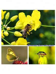 Universal Clip Camera Lens Kit - 0.45X Super Wide Angle & Macro 2-In-1 Lens With Lens Cloth Compatible With Iphone Android Phone For Summer Vacation, Travel, Creative Photography Phone Accessories, Phone Lens - 黑色 - 查看 11