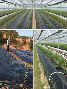 1 bucată de material textil țesut rezistent, conceput pentru grădinărit și amenajarea peisagistică. 300 cm * 100 cm este materialul ideal pentru acoperirea solului pentru straturi de flori, grădini de legume, straturi de plante înălțate, alei, terase și zone cu gazon. Suprimă eficient buruienile și promovează un sol sănătos: Materialul textil negru blochează perfect lumina soarelui pentru a inhiba complet creșterea.