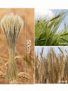 干麦花束、干麦秆、天然干麦秆花束、人造干麦秆装饰、农舍装饰、波西米亚风农舍DIY丰收花环、100%天然小麦、咖啡桌装饰,适用于婚礼、家居、餐桌、约会、乡村派对、秋季装饰 - 黃色 - 查看 10