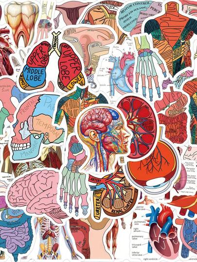 60pcs Human Anatomy Stickers, Medical Theme, Suitable For Decorating Water Bottles, Laptops, Phones, Skateboards, Scrapbooks, Diaries, Etc., Great Gift Item.