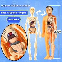 Detachable Assembled Human Body Model Structure Full Body Skeleton Organ, 3D Skeleton Medical Anatomy Simulation Puzzle Game, Suitable As Science Gift For Students, New Year Gift, Back To School/Graduation Gift, Christmas Gift