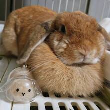 1pc Rabbit Fur Key Chain, Transparent Gashapon Charm, Rabbit Hair Memorial Capsule, Cute Pet Hair Collection Box, Bag Charm Accessory, Exclusive For Pet Owners, Creative Pet Memorial Gift Christmas