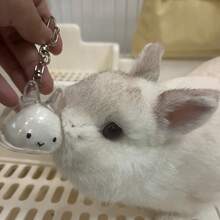 1pc Rabbit Fur Key Chain, Transparent Gashapon Charm, Rabbit Hair Memorial Capsule, Cute Pet Hair Collection Box, Bag Charm Accessory, Exclusive For Pet Owners, Creative Pet Memorial Gift Christmas