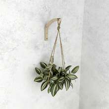 2/4Pcs Set Modern Wooden Hooks, Wooden Wall Hooks, Wooden Pet Leash Hanging Hooks, Wooden Clothes Bathroom Hangers, Indoor Plant Holders, Home Wall Decoration, Wall Hooks