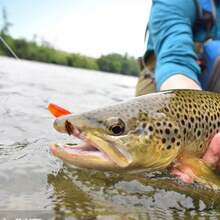 60pcs Dual Color Needle Tail Mini Frog Soft Bait - 5.0cm/1g Mixed Color Weedless Wobble Lures, Suitable For Bass, Northern Pike, And Perch - Packaged Fishing Bait For Freshwater And Saltwater. - Multicolor - View 7