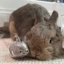 1pc Rabbit Fur Key Chain, Transparent Gashapon Charm, Rabbit Hair Memorial Capsule, Cute Pet Hair Collection Box, Bag Charm Accessory, Exclusive For Pet Owners, Creative Pet Memorial Gift Christmas