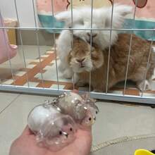 1pc Rabbit Fur Key Chain, Transparent Gashapon Charm, Rabbit Hair Memorial Capsule, Cute Pet Hair Collection Box, Bag Charm Accessory, Exclusive For Pet Owners, Creative Pet Memorial Gift Christmas