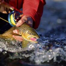 60pcs Dual Color Needle Tail Mini Frog Soft Bait - 5.0cm/1g Mixed Color Weedless Wobble Lures, Suitable For Bass, Northern Pike, And Perch - Packaged Fishing Bait For Freshwater And Saltwater. - Multicolor - View 8