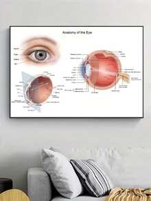Impresión artística en lienzo del diagrama de anatomía del ojo - Póster sin marco del diagrama optométrico para decoración del hogar y la oficina, perfecto para la sala de estar, el dormitorio y el baño - Multicolor - Ver 1