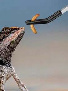 Feeding Tongs Stainless Steel Feeding Clamps Stainless Steel Small Feeding Tongs For Reptiles/Lizards/Spider - Pet Interaction Tool For Aquarium & Craft Use