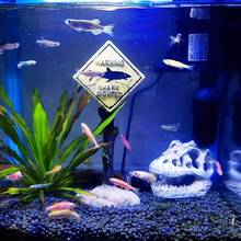 1pc Aquarium Decor Resin Dinosaur Skull, Reptile, Spider, Lizard, Snake Ornament For Fish Tank Landscaping (Small/Large)