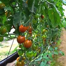 "3pcs Heavy Duty Plant Trellis Netting 70.8x35.4 Inches, Extra Large Climbing Plant Support Grid For Outdoor Gardening, Vegetable Vine Training Net, Garden Trellis For Cucumbers, Tomatoes, Peas, And Flowering Plants" - 綠色 3件裝 - 查看 7