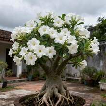 100pcs Desert Rose Seeds For Garden Pathside Planting Uniform Flower Distribution Add Path Natural Ambiance