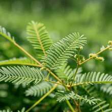 50 Pcs Mimosa Pudica Seeds Outdoor Herb Flower Home Gardening Suitable for Indoor Outdoor Garden Balcony Planting Ideal for Families and Gardening Enthusiasts - Verschiedenfarbig - Übersicht 2