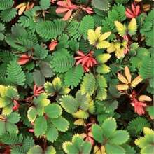 50 Pcs Mimosa Pudica Seeds Outdoor Herb Flower Home Gardening Suitable for Indoor Outdoor Garden Balcony Planting Ideal for Families and Gardening Enthusiasts - Verschiedenfarbig - Übersicht 1