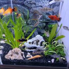 1pc Aquarium Decor Resin Dinosaur Skull, Reptile, Spider, Lizard, Snake Ornament For Fish Tank Landscaping (Small/Large)