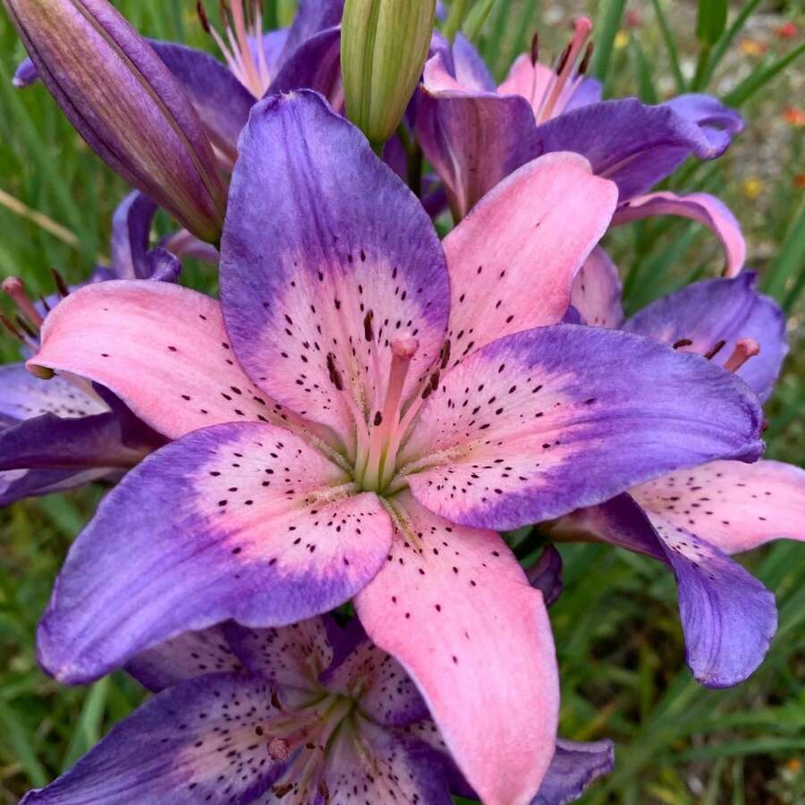 Live Plants - Multicolor - Ver 1