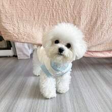 1 件轻便宠物狗/猫衣服，适合贵宾犬、泰迪犬、比熊犬、马耳他小型犬，防脱毛背心，四季皆宜 - 彩色 - 查看 4