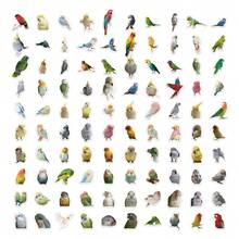 100pcs Realistic Parrot Stickers, Cute Parrot Bird Species Illustration Stickers For Phone Case, Desk, Stationery, Tablet - Multicolor - View 2